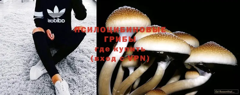 Галлюциногенные грибы Psilocybine cubensis  omg сайт  Красный Кут  закладки 